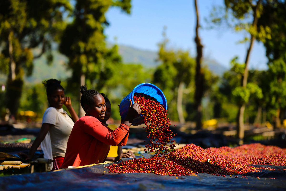 Ethiopia Duwancho | lavender, Blueberries, lime