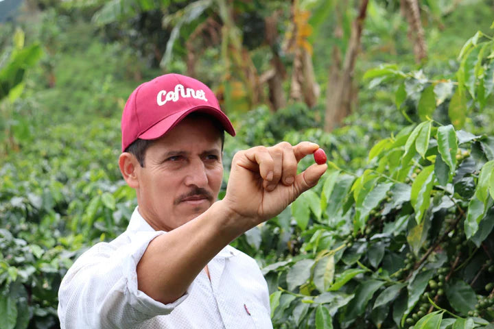 Colombian coffee farmer Luis Anibal Calderon