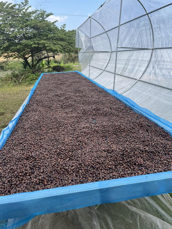 Dried coffee beans on a blue tarp under a shade structure with greenery in the background