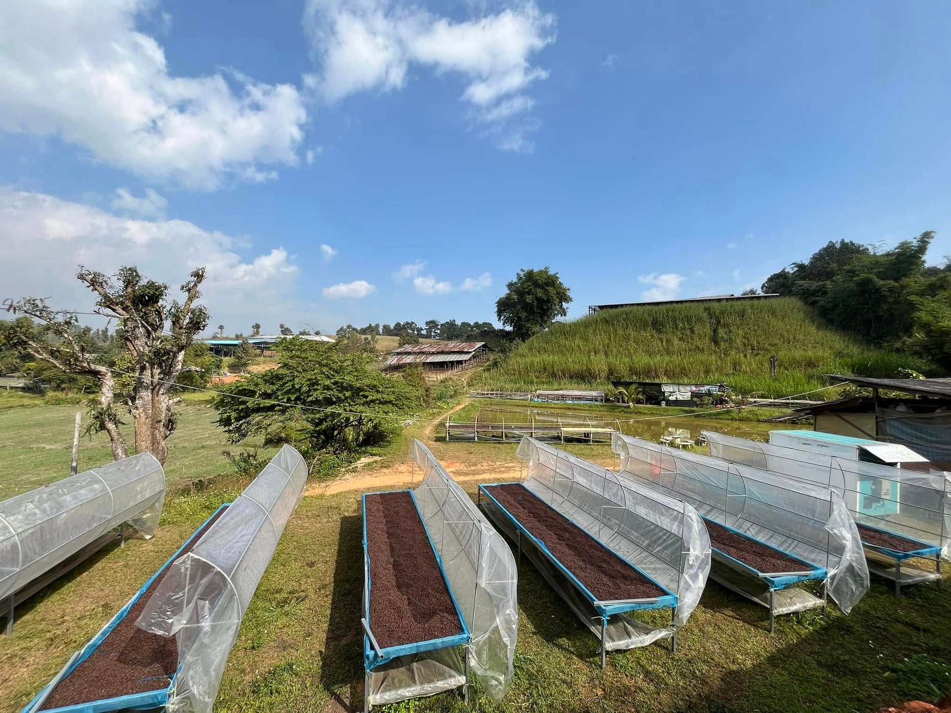 Outdoor setting with rows of coffee beans on a grassy area with trees and blue sky.