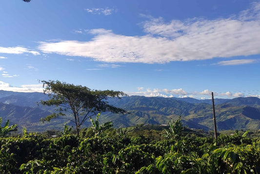 Coffee Farm with mountains behind