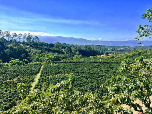 Costa Rica Tarrazu | Pineapple, Pink Lemonade, Peach