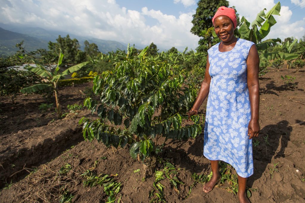 Person standing next to coffee plant