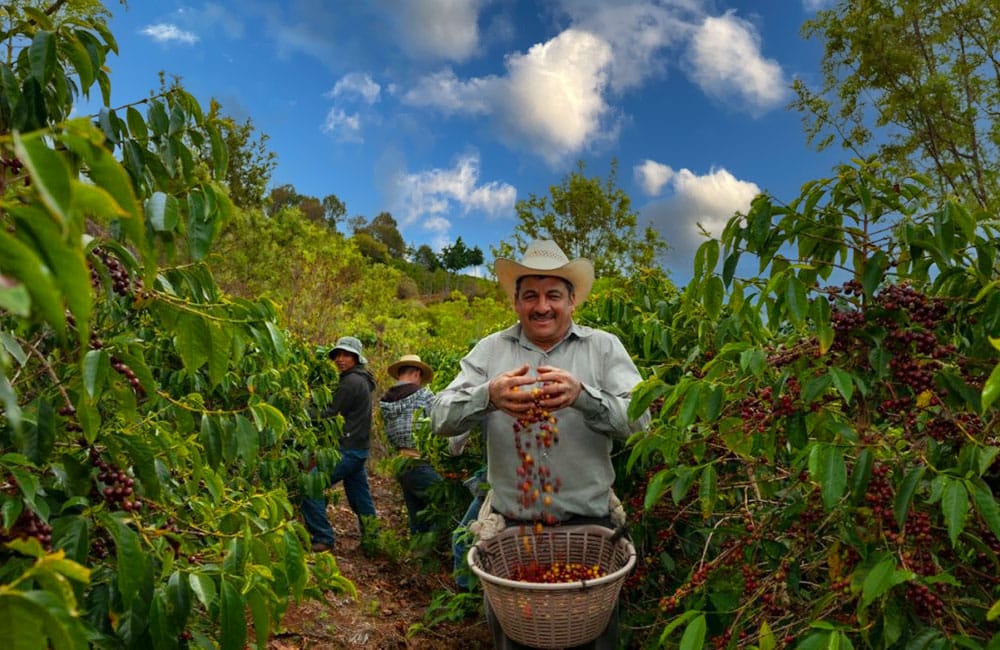 Man harvesting coffee beans 