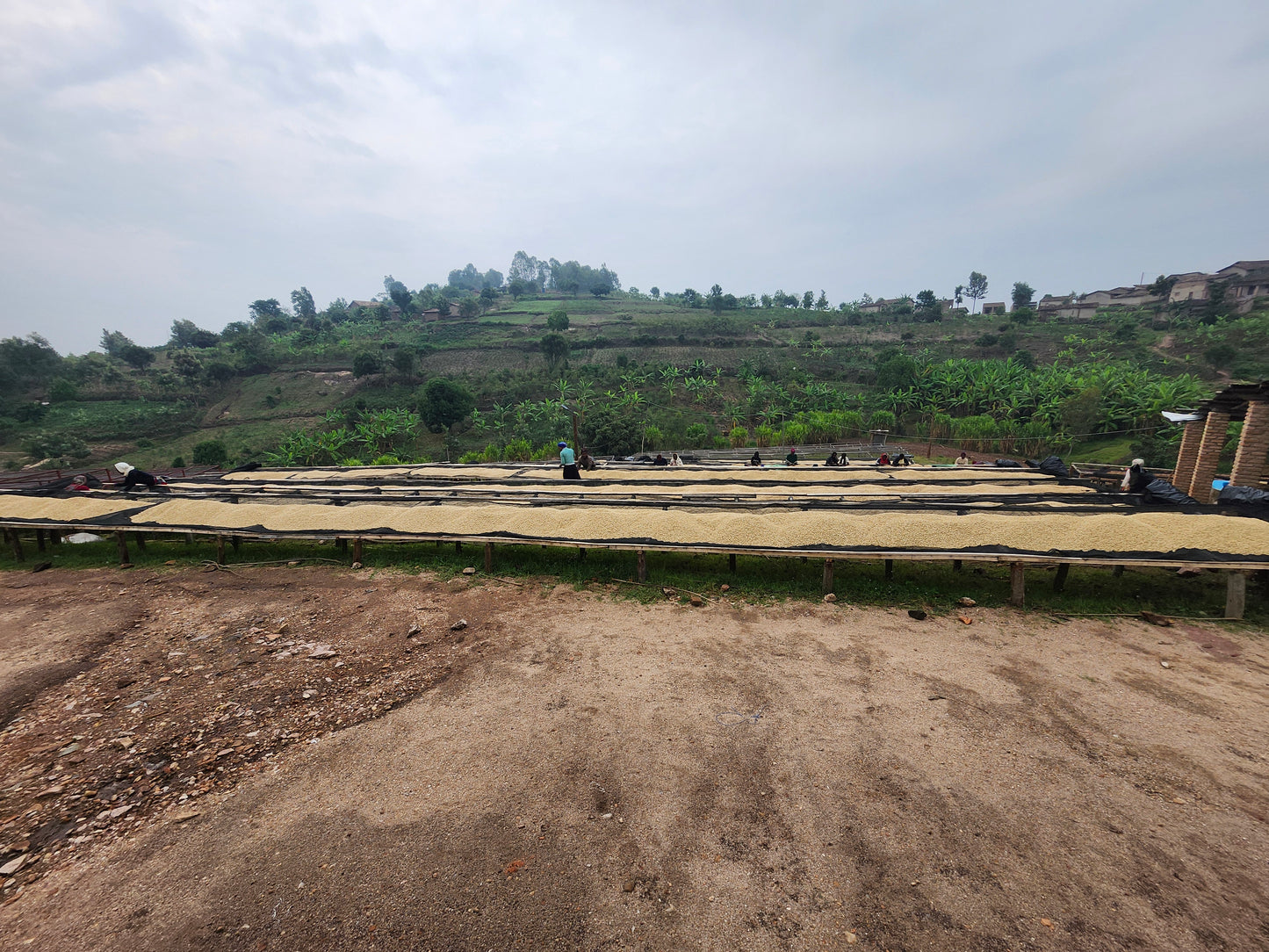 Rwanda Kirunga | Grape, Lemonade, Brown sugar