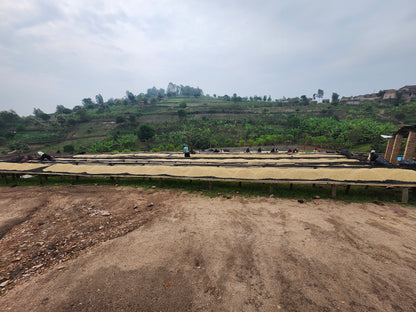 Rwanda Kirunga | Grape, Lemonade, Brown sugar