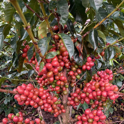 Tanzania Isani AA | Wholesale | Blackberry, Apple, Black Tea