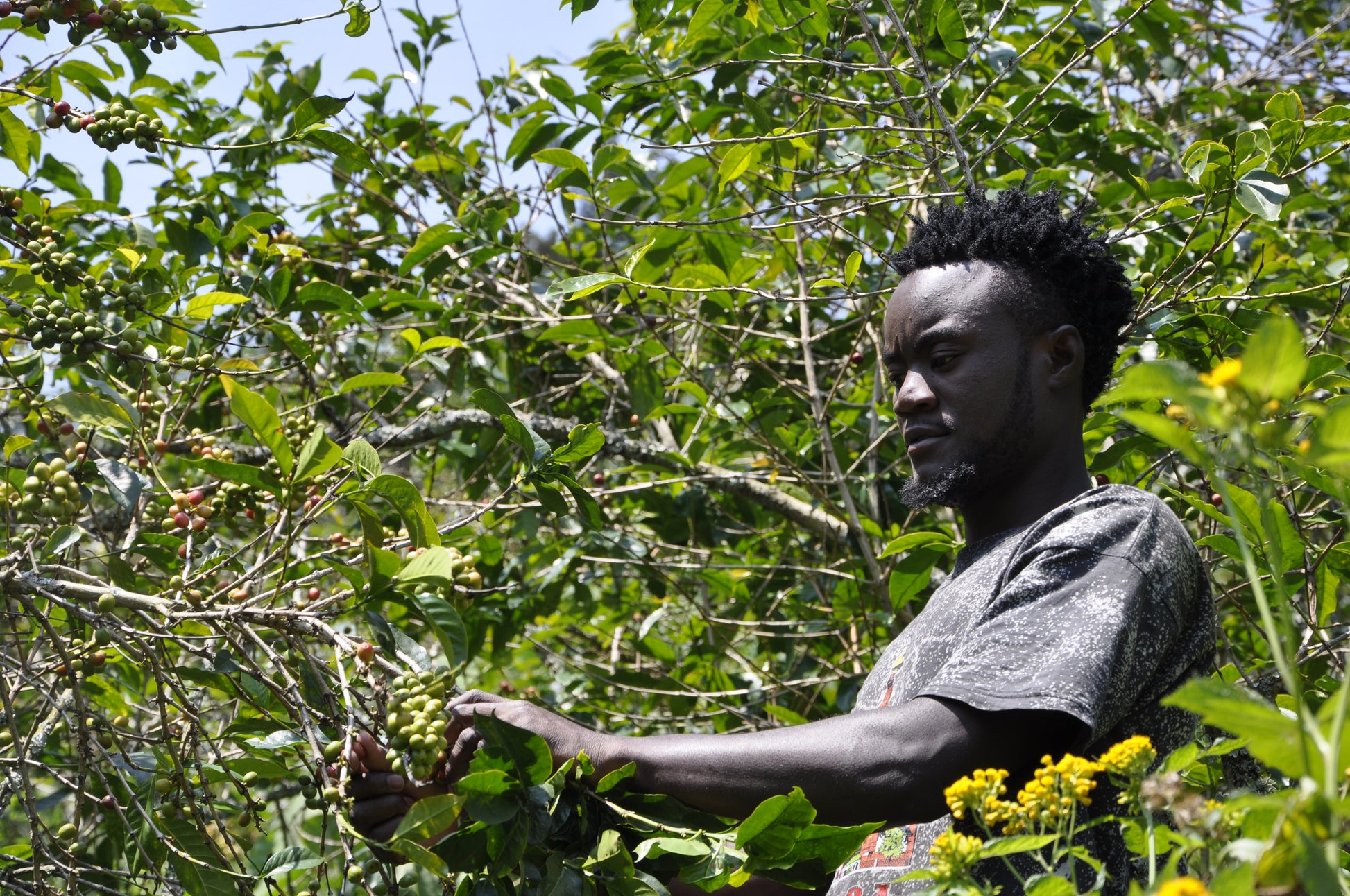 Man surrounded by coffee plants