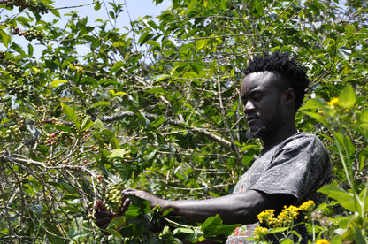 Man surrounded by coffee plants