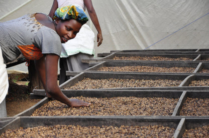 Woman leaning over trays of coffee beans 