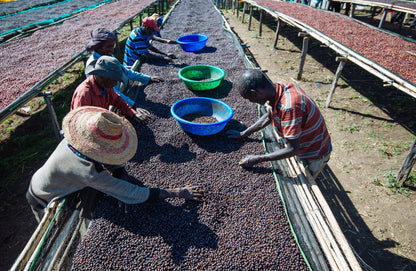 Ethiopia Banko Gotiti | Lavender, Liquorice & Blueberry