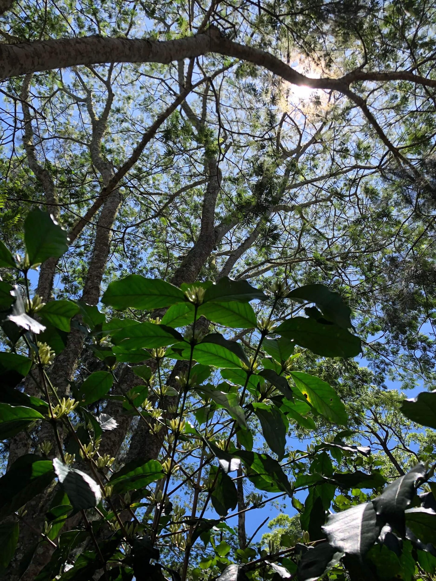 View of sky through trees