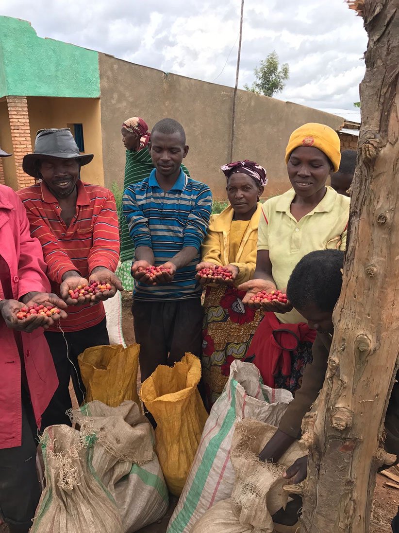 Kinini coffee beans being held by farmers