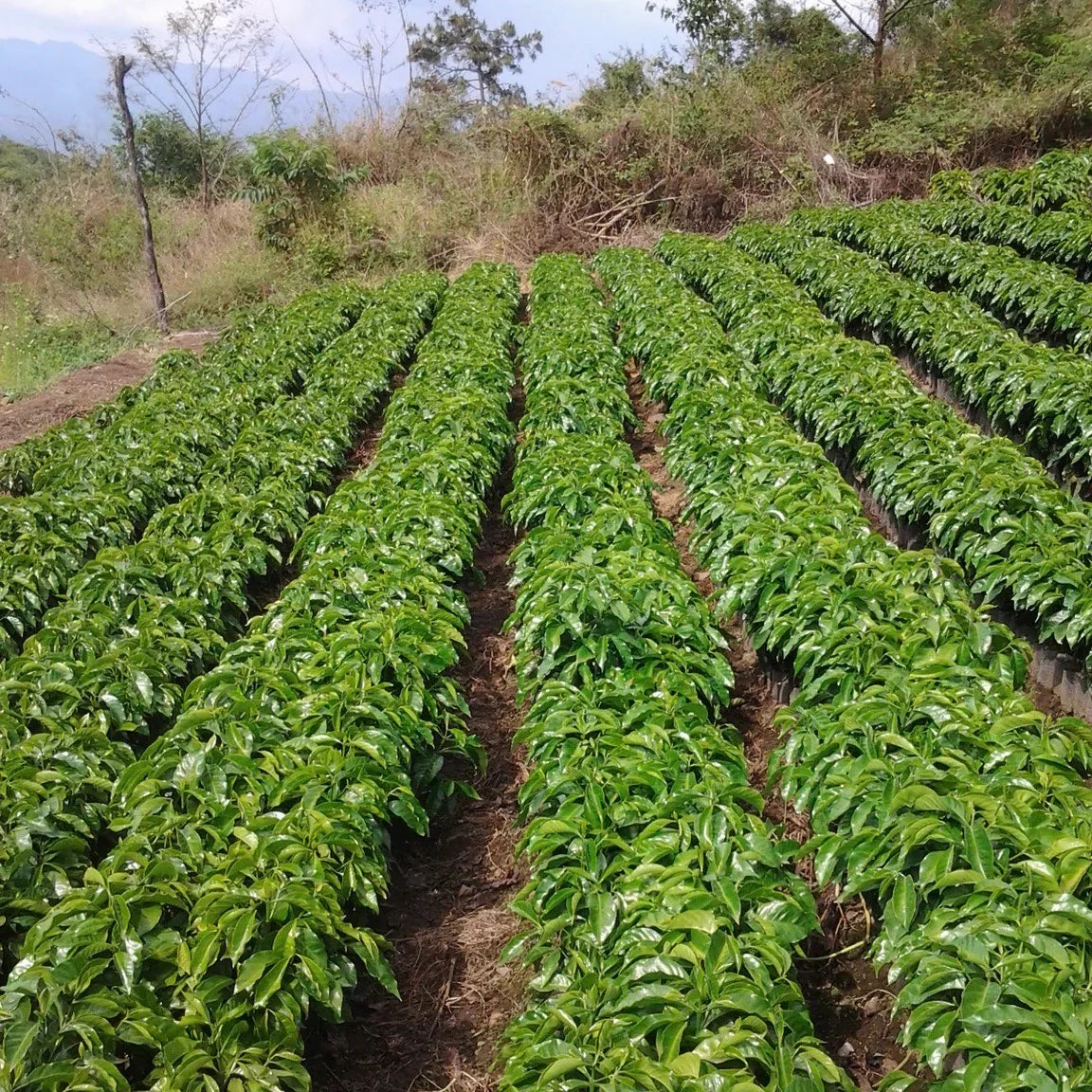 Guatemala La Colina | Plum, Black tea, Chocolate