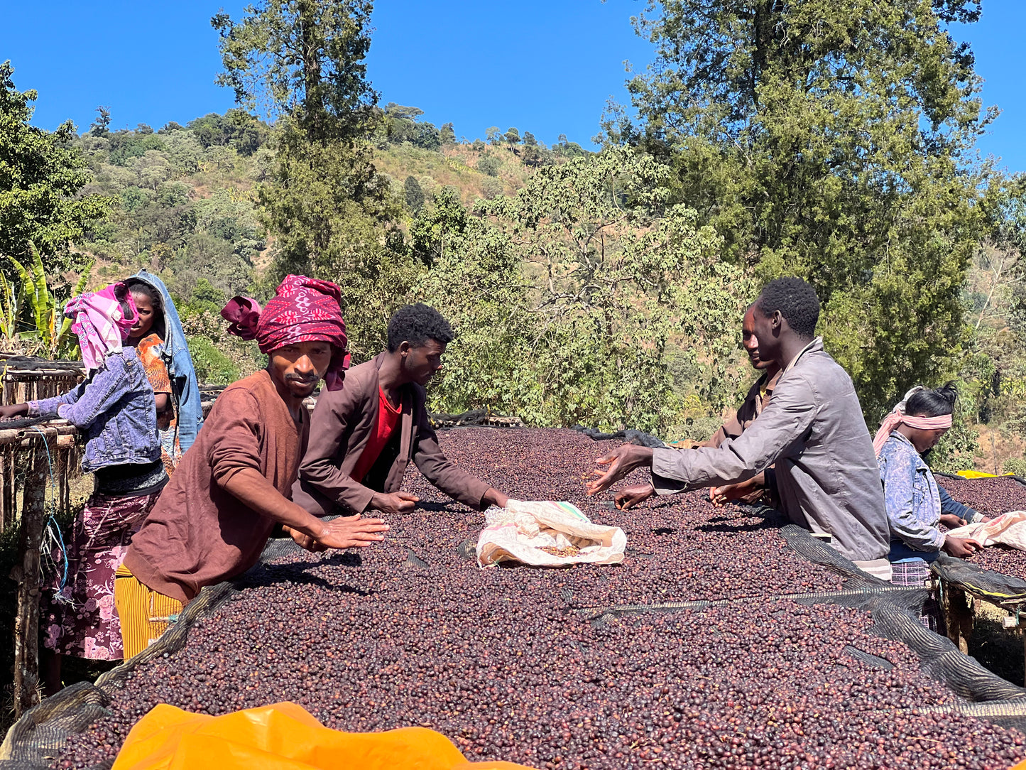 Ethiopia Gigesa | Earl Grey, Blueberries, Complex