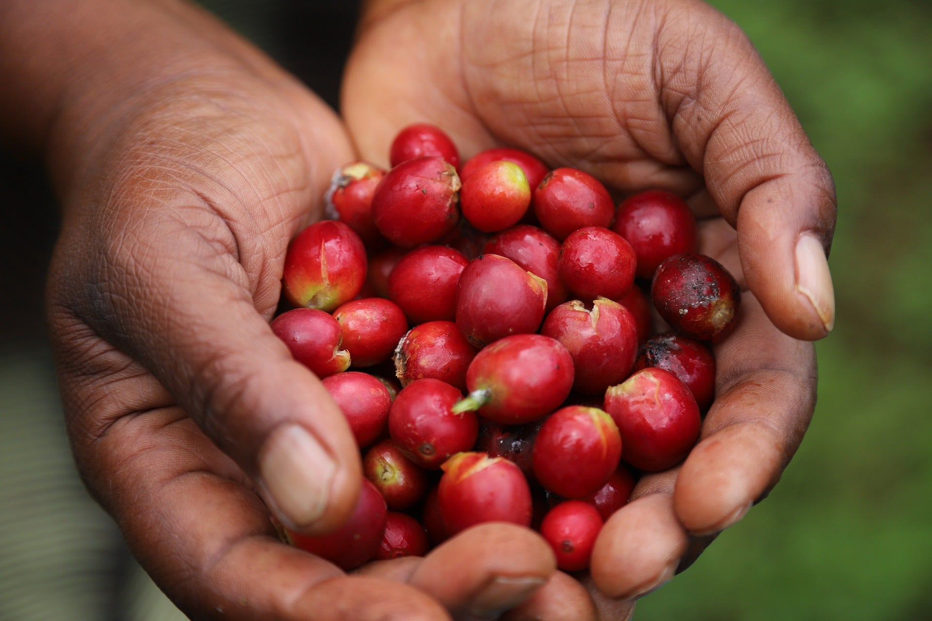 coffee fruit