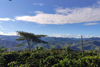 Coffee Farm with mountains behind 