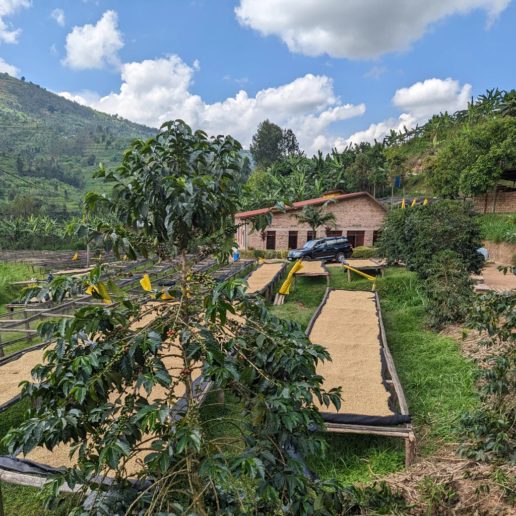 Kinini coffee beans drying at the farm