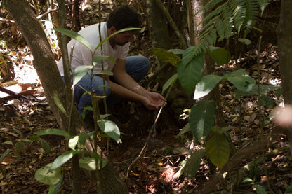 Person at Brazilian coffee farm