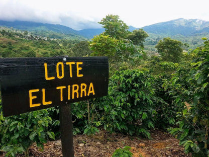 Costa Rica Tarrazu | Pineapple, Pink Lemonade, Peach