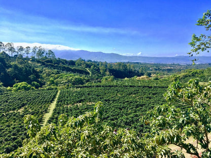 Costa Rica Tarrazu | Pineapple, Pink Lemonade, Peach