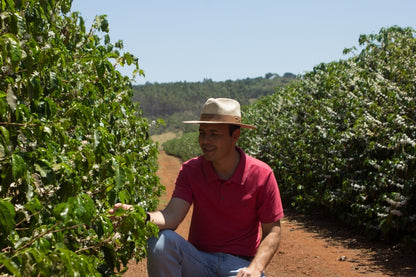 Person inspecting the coffee shrub in Brazilian farm 