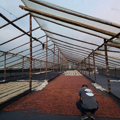 Coffee beans at Angelo Zapata's Micro Lot