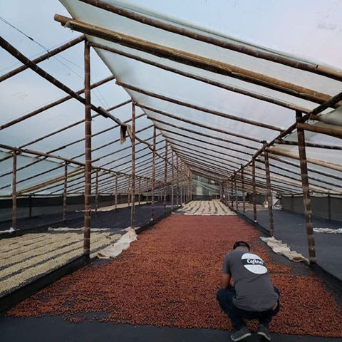 Coffee beans at Angelo Zapata's Micro Lot